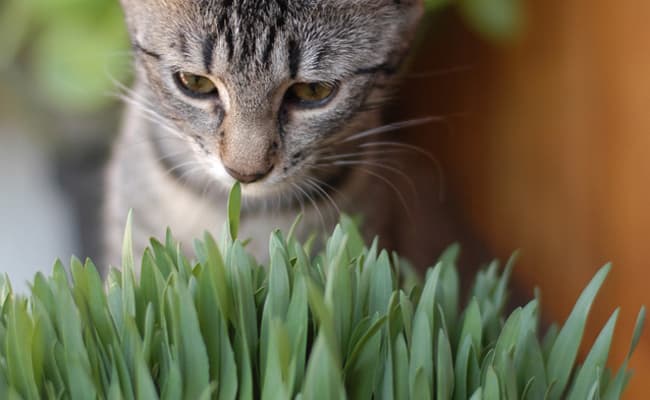 Utilité de l’herbe à chat, d’un griffoir et d’un arbre à chat