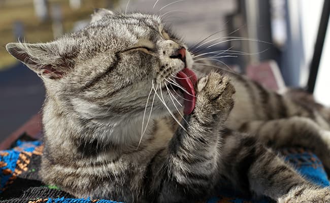 Mon chat se lèche beaucoup, que faire ?