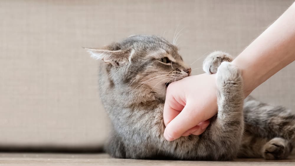 Mon chat à des conduites ou des comportements agressifs, que faire ?