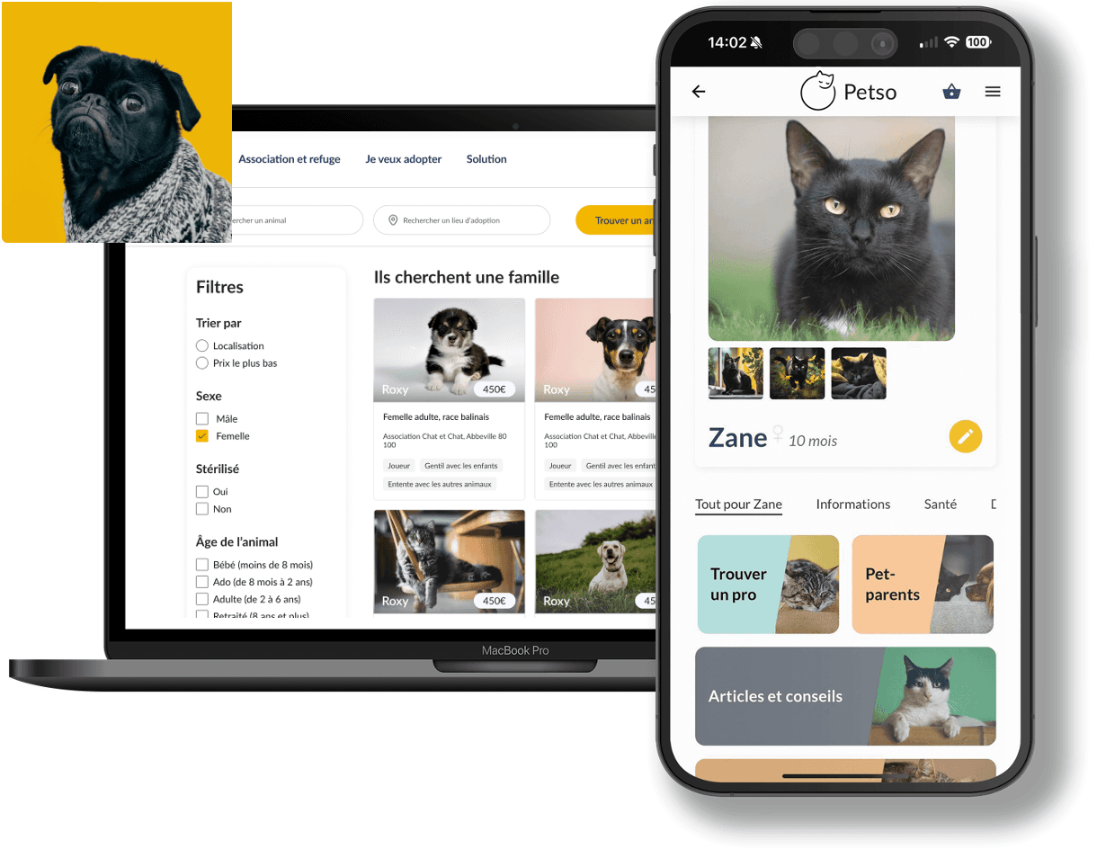 Tout comprendre sur Petso !